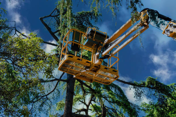 How Our Tree Care Process Works  in Mountain View, CA